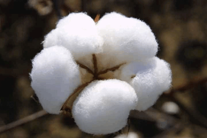 cotton