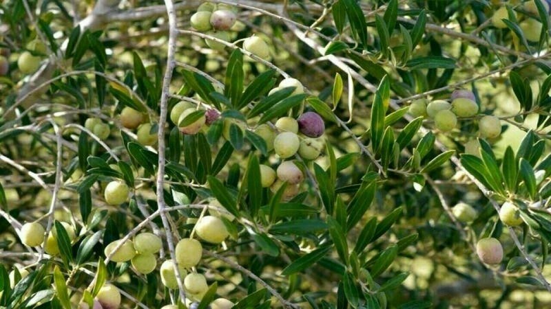 olives