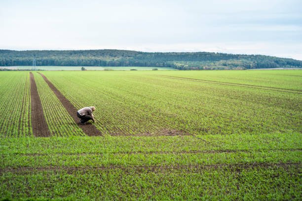 winter wheat, woman, farmer, outdoors, field, sowing