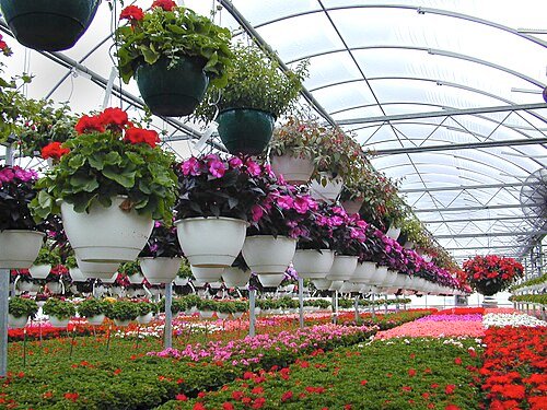 Sindh govt plans dedicated floricultural farms to diversify agriculture 2 Flower
