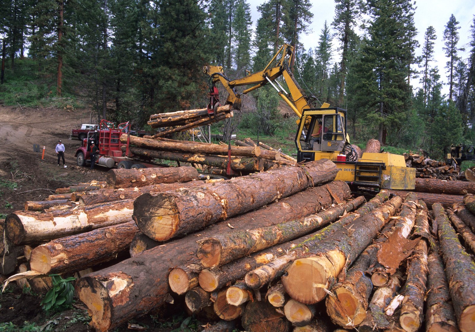 Forest Department seizes illegally stored timber in Jandol raid