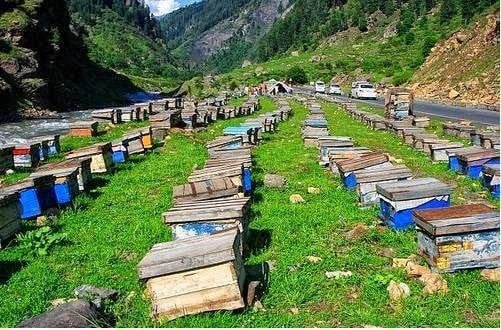 Pakistan’s honey exports reach $15m annually 2 Honey