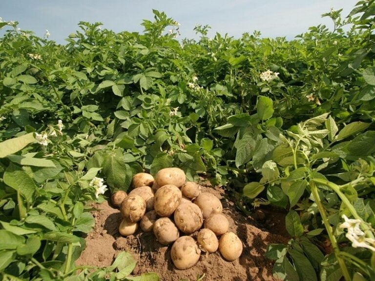 potato farming 768x576 1