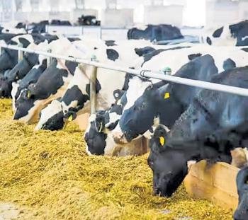 Pakistan-China vaccine initiative offers fresh push for livestock exports 2 222