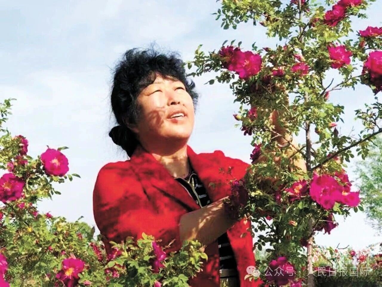 Yin Yuzhen stands near trees planted in China’s Maowusu sandy area as part of decades-long anti-desertification efforts.