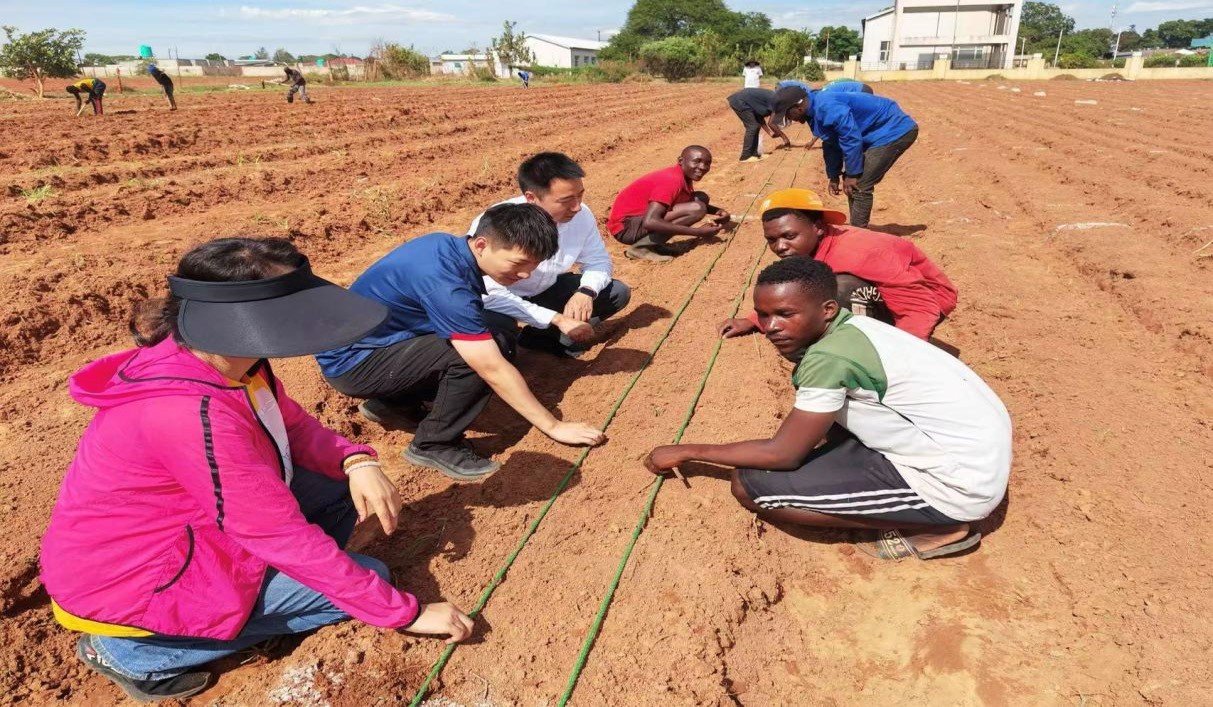 Hybrid rice: China-Africa agricultural cooperation sows prosperity on African soil