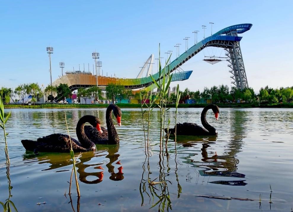 Wild birds rest in a wetland park in Beijing, where habitat restoration and biodiversity protection have increased recorded bird species.