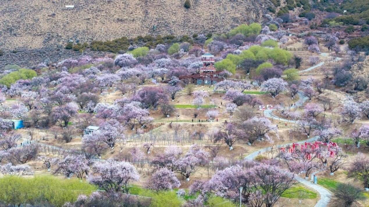 Lhasa-Nyingchi Railway: Five years fueling prosperity and development in Xizang