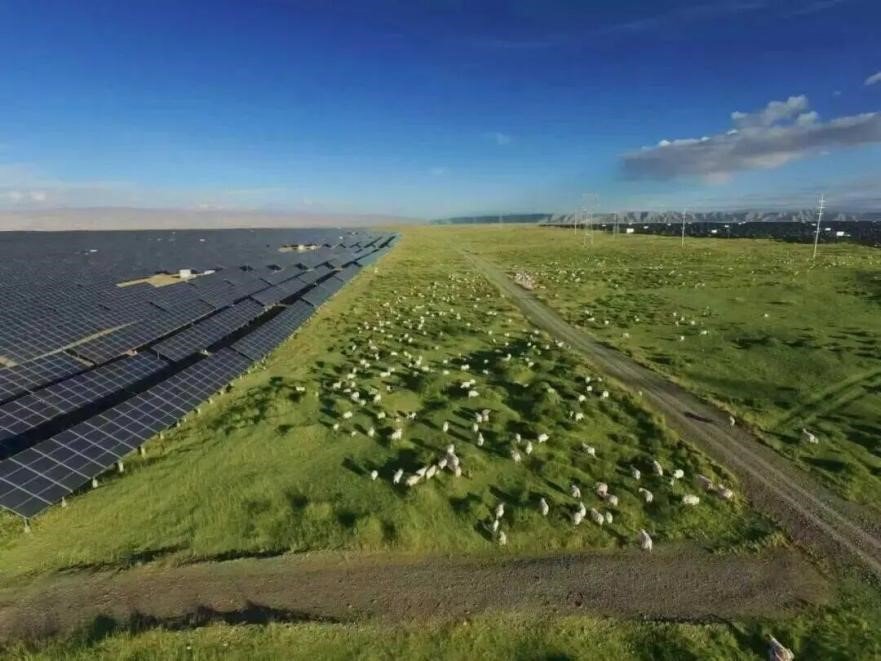 Self-sustaining ecological cycle takes shape at solar park in NW China's Qinghai