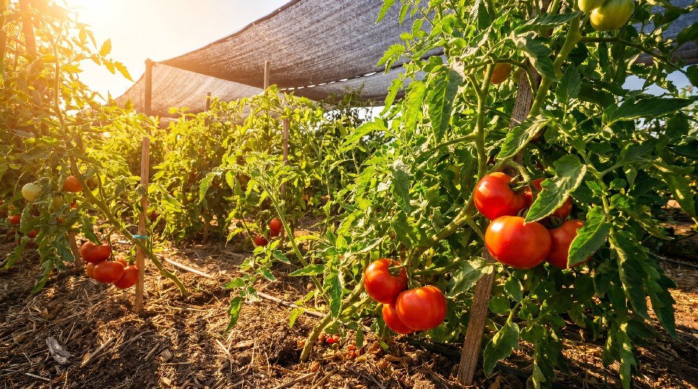 Pakistan developing high-yielding, heat-tolerant tomato varieties 2 Pakistan developing high-yielding, heat-tolerant tomato varieties