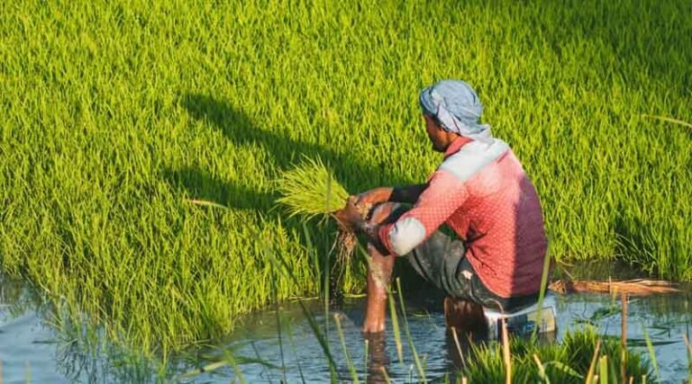 Basmati paddy cultivation gains momentum in Punjab 2 Basmati paddy cultivation gains momentum in Punjab