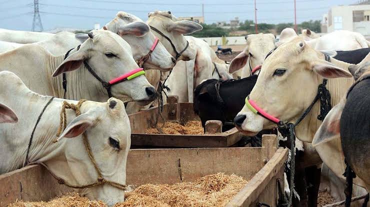 Punjab unveils Rs149.9bn plan to raise livestock exports beyond $4bn 2 Punjab unveils Rs149.9bn plan to raise livestock exports beyond $4bn