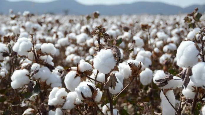Pakistan unveils 14 new cotton varieties in major boost for textile sector