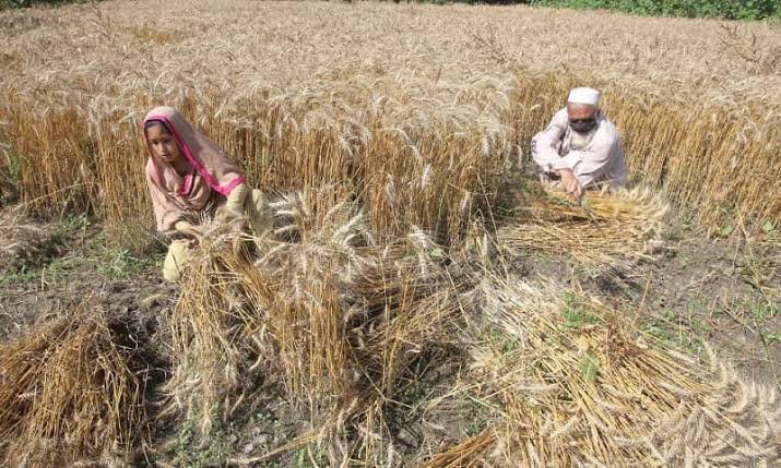 Punjab ensures wheat availability until next harvest