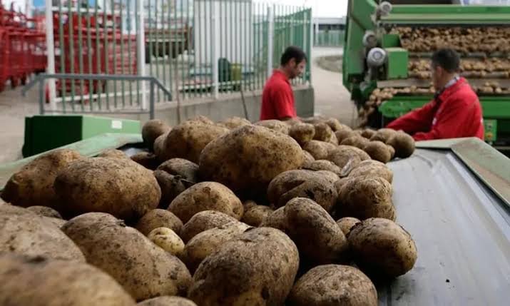 Pakistan expands potato exports to 36 international markets