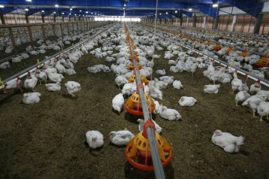 Punjab takes steps to control antibiotic use in poultry farming