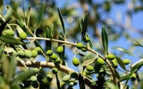Olive farming gains ground across Pakistan as 12,000 farmers join sector