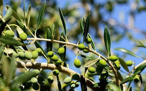 Olive farming gains ground across Pakistan as 12,000 farmers join sector