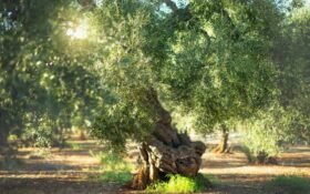 Olive cultivation expands as Pakistan plants 7.6m trees nationwide
