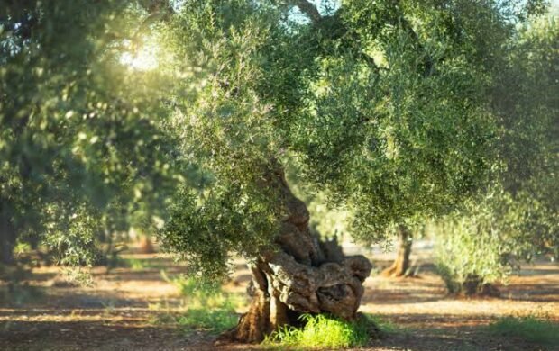 Olive cultivation expands as Pakistan plants 7.6m trees nationwide