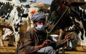 Chinese vaccine assistance strengthens Pakistan’s livestock health system