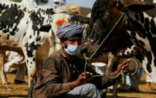 Chinese vaccine assistance strengthens Pakistan’s livestock health system