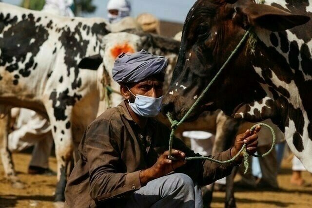 Chinese vaccine assistance strengthens Pakistan’s livestock health system