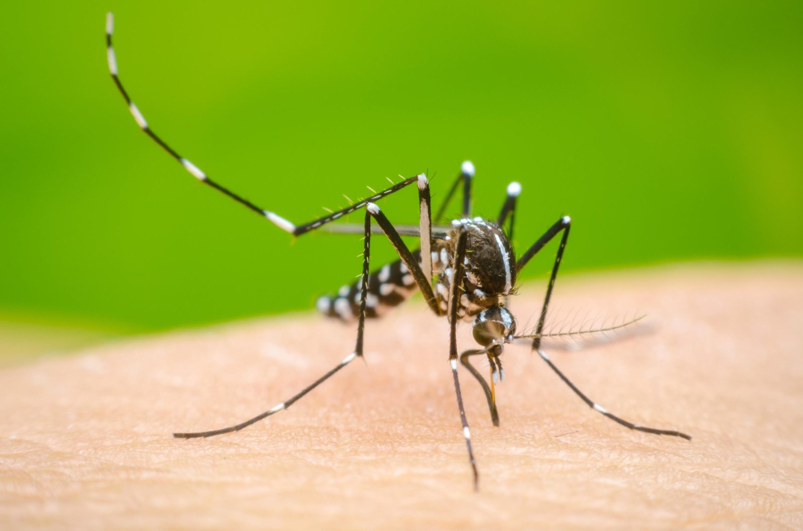 Dengue and the Cost of Waiting