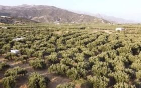2,700 acres of olive farms in Pakistan shift to drip irrigation