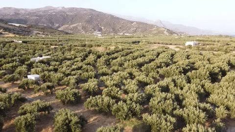 2,700 acres of olive farms in Pakistan shift to drip irrigation