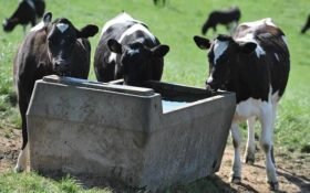 Saudi-funded project to build 30 livestock ponds and 40 water tanks in Balochistan