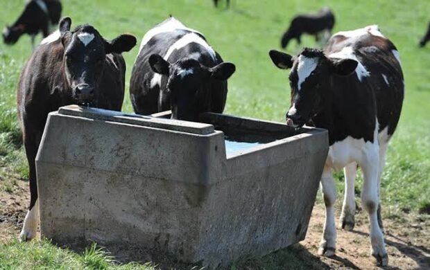 Saudi-funded project to build 30 livestock ponds and 40 water tanks in Balochistan