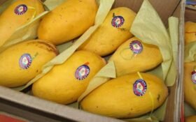 Pakistani mango exports generate $107m across 49 countries