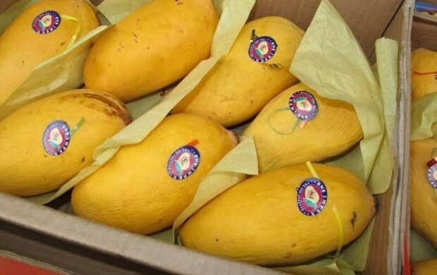 Pakistani mango exports generate $107m across 49 countries