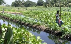 Sindh plans $9.15m floating agriculture initiative across 100 villages
