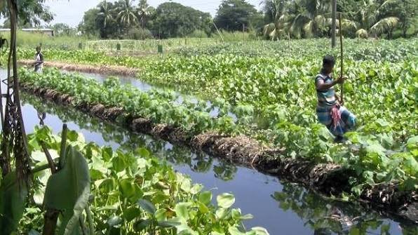Sindh plans $9.15m floating agriculture initiative across 100 villages